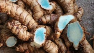 Đặc điểm nhận dạng Củ nghệ đen