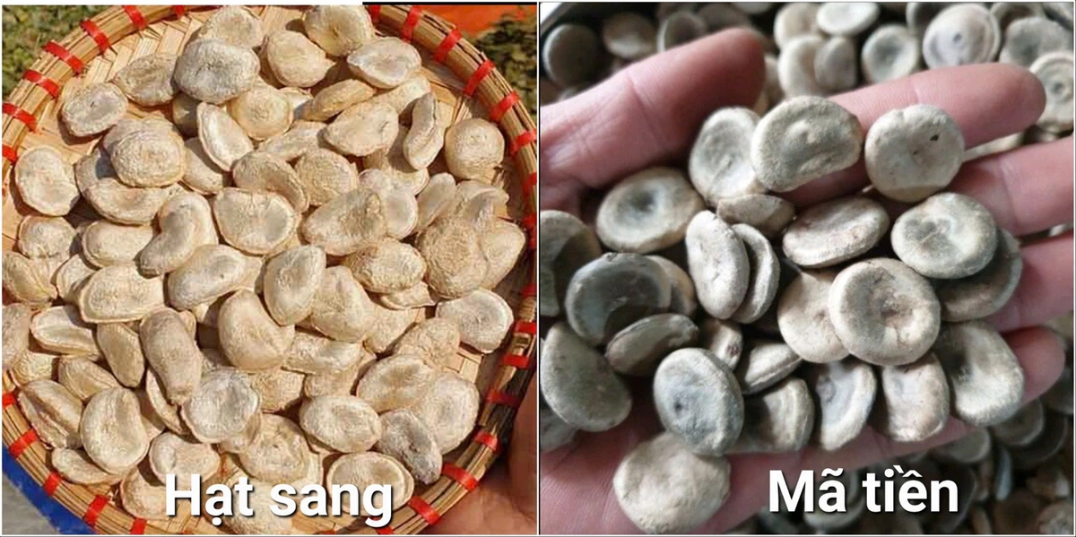 Cần thận trọng dùng đúng hạt sang (hạt sành) để tránh hạt giả hoặc hạt mã tiền gây ngộ độc ảnh hưởng đến sức khỏe và tính mạng khi chữa đau dạ dày