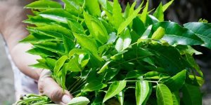 Bài thuốc Nam trị viêm nang lông từ dược liệu tự nhiên