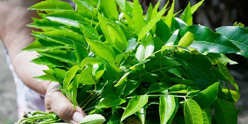 Bài thuốc Nam trị viêm nang lông từ dược liệu tự nhiên