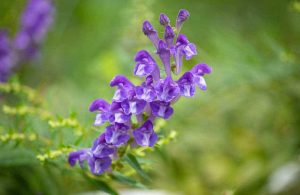 Hình ảnh cây bán chi liên trong tự nhiên