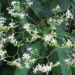 Hoa cây bản lam căn có dạng chùm, màu trắng
