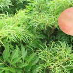 Lá đinh lăng với đặc tính kháng viêm, giải độc, thanh nhiệt tự nhiên đã trở thành phương thuốc chữa mề đay được nhiều người tin dùng