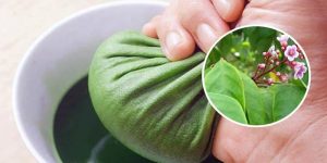 Dùng lá khế chữa mề đay có tốt không?