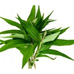 Cách trị lang ben bằng rau răm an toàn hiệu quả