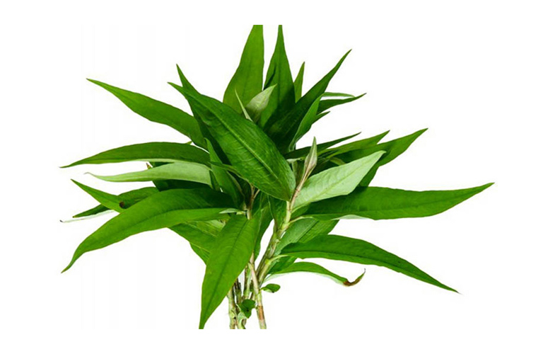 Cách trị lang ben bằng rau răm an toàn hiệu quả