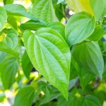 Lá trầu không chứa nhiều hoạt chất quý, giúp kháng viêm, diệt khuẩn, giảm nổi mẩn ngứa khi bị mề đay