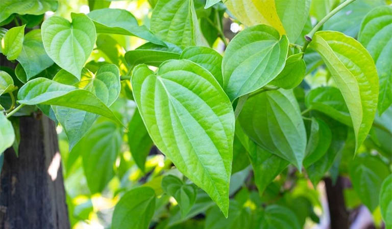 Lá trầu không chứa nhiều hoạt chất quý, giúp kháng viêm, diệt khuẩn, giảm nổi mẩn ngứa khi bị mề đay