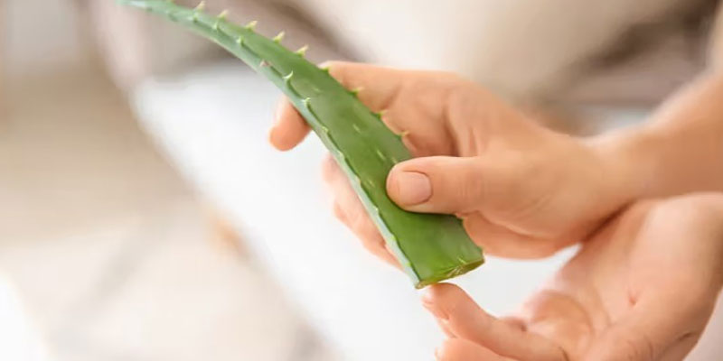 Cách trị viêm da tiếp xúc tại nhà bằng nha đam