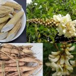 Cát sâm là một dược liệu quý sở hữu nhiều công dụng tốt cho sức khỏe