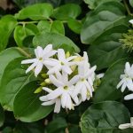Hình ảnh cây chè vằng