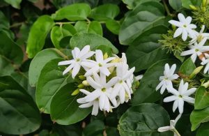 Hình ảnh cây chè vằng