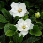Chi tử là cây bụi thường xanh