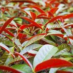 Hình ảnh cây đơn lá đỏ (cây đơn mặt trời)