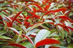 Hình ảnh cây đơn lá đỏ (cây đơn mặt trời)