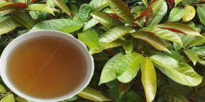 Tác dụng của cây đơn lá đỏ với bệnh mề đay