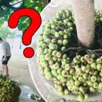 Ngái sung và vả rất dễ nhầm lẫn với nhau, nhưng nếu quan sát kỹ lá, quả thì có thể phân biệt được