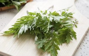 Cây ngải dại có đặc điểm giống với ngải cứu với thành phần kháng khuẩn, chống nhiễm trùng cao