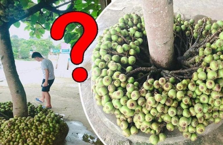 Ngái sung và vả rất dễ nhầm lẫn với nhau, nhưng nếu quan sát kỹ lá, quả thì có thể phân biệt được