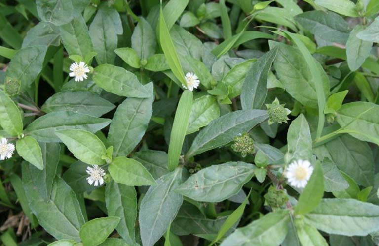 Cây nhọ nồi còn được biết đến là cỏ mực