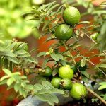 Cây ổi là cây ăn quả cũng là dược liệu trị bệnh hiệu quả