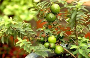 Cây ổi là cây ăn quả cũng là dược liệu trị bệnh hiệu quả