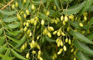 Sầu đâu có những đặc điểm nổi bật dễ nhận biết