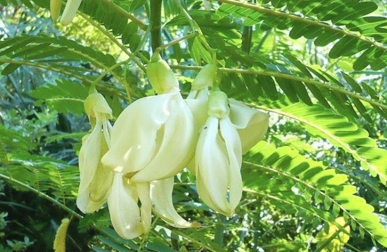 Cây so đũa trị các bệnh ngoài da khác rất hiệu quả