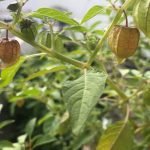 Cây thù lù còn được gọi là tầm bóp