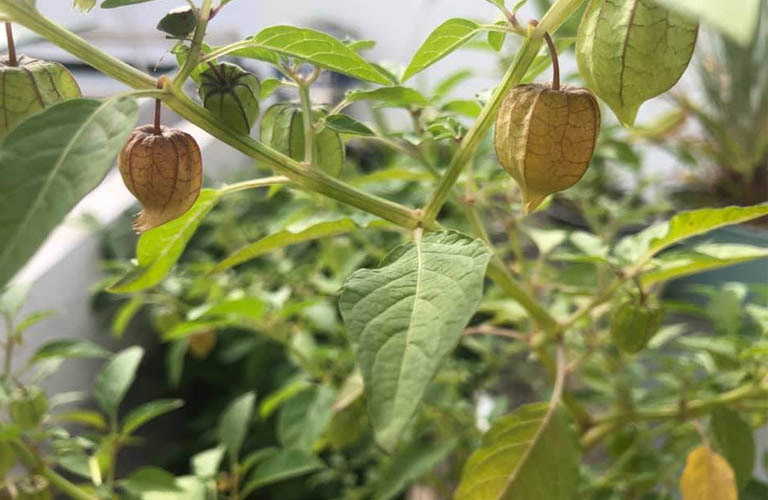 Cây thù lù còn được gọi là tầm bóp