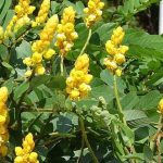 Ngũ gia bì là cây thuốc dân gian chữa bệnh Eczema được dùng rất phổ biến