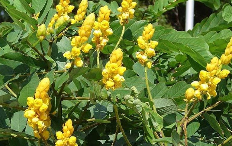 Ngũ gia bì là cây thuốc dân gian chữa bệnh Eczema được dùng rất phổ biến