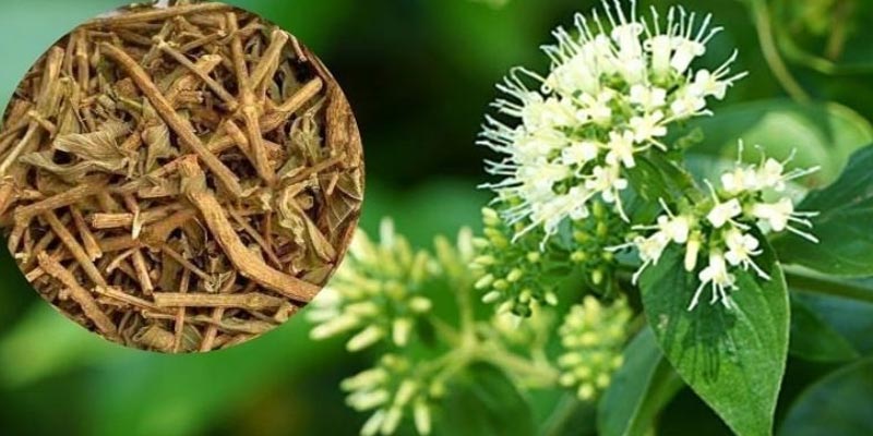 10 cây thuốc nam chữa đau dạ dày hiệu quả được công nhận