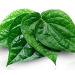 Lá trầu không là loại thuốc Nam quen thuộc và được sử dụng khá phổ biến