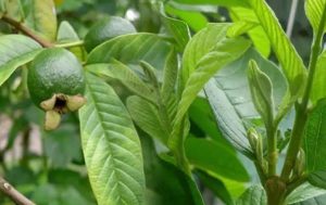 Dùng thuốc Nam chữa Eczema là phương pháp lành tính phù hợp với mức độ bệnh nhẹ