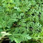 Chùm ngây là một loài cây thân gỗ nhỏ, có nguồn gốc từ vùng Nam Á