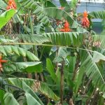 Mọi bộ phận của cây chuối rừng đều có tác dụng với sức khỏe