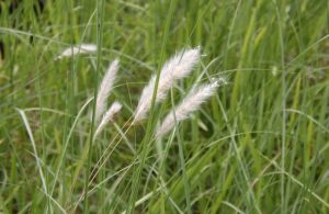 Cỏ tranh thường mọc dại ở các vùng đất trống và ven đường