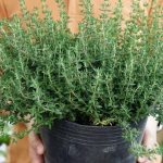 Hình ảnh cây cỏ xạ hương
