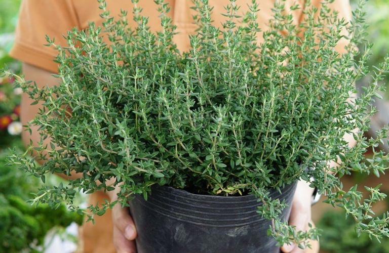 Hình ảnh cây cỏ xạ hương