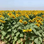 Dầu hướng dương được lấy từ hạt của hoa hướng dương - Ảnh minh họa