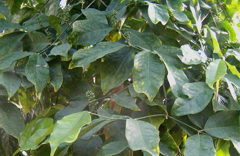 Cây dây gắm xuất hiện nhiều ở vùng núi phía Bắc