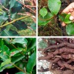 Hình ảnh cây hà thủ ô trắng trong tự nhiên