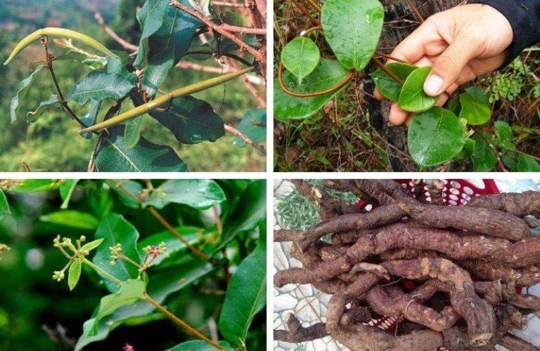 Hình ảnh cây hà thủ ô trắng trong tự nhiên