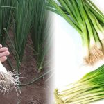 Chữa bệnh chàm bằng hành hoa là một trong những cách chữa bệnh theo kinh nghiệm dân gian được đánh giá cao về hiệu quả.