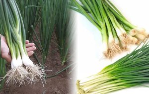 Chữa bệnh chàm bằng hành hoa là một trong những cách chữa bệnh theo kinh nghiệm dân gian được đánh giá cao về hiệu quả.