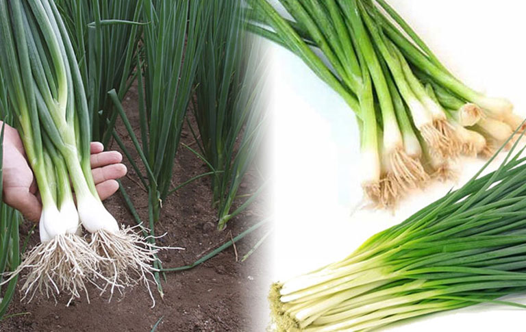 Chữa bệnh chàm bằng hành hoa là một trong những cách chữa bệnh theo kinh nghiệm dân gian được đánh giá cao về hiệu quả.