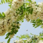 Hình ảnh hoa hòe ngoài tự nhiên