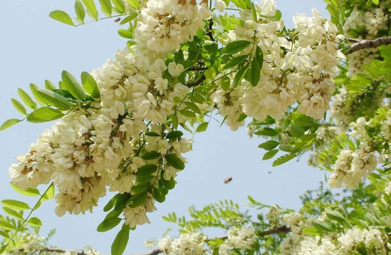 Hình ảnh hoa hòe ngoài tự nhiên