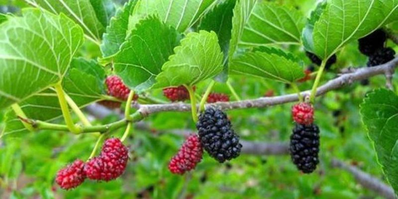 Canh hầm lá dâu tằm với thịt